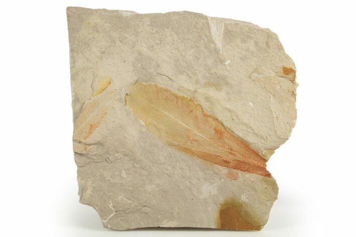 Fossil Seed Fern (Glossopteris) Plate - Australia #321021